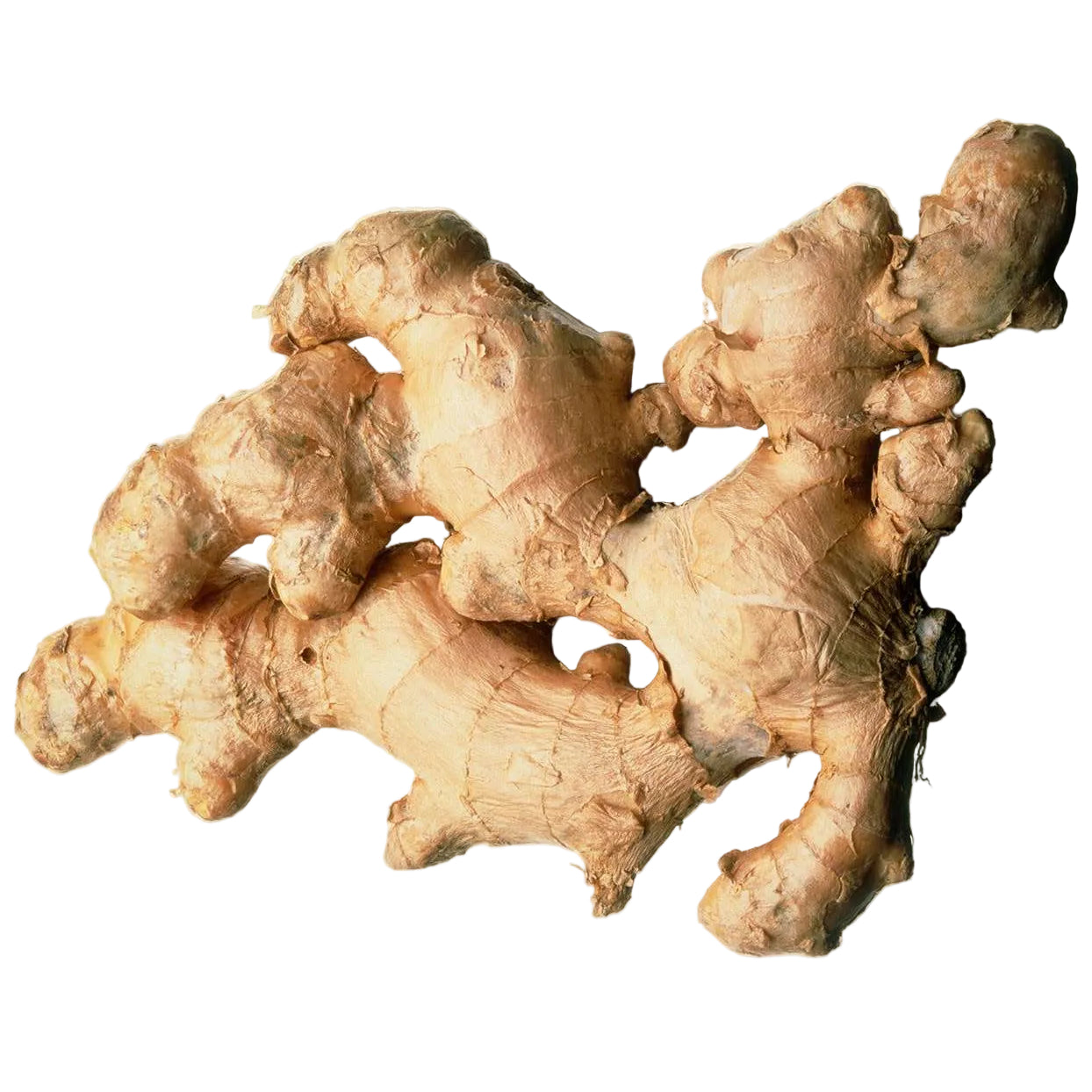 Ginger